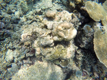 DCIM100GOPROGOPR0185.